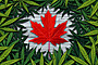 Canada Recreational Cannabis Legalization 2018 Image