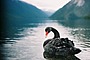 Black Swan Image